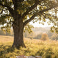 White Oak Tree Planting Cremation Urn