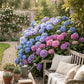 Hydrangea Tree Planting Cremation Urn