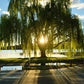 Weeping Willow Tree Planting Cremation Urn