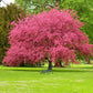 Pink Dogwood Tree Planting Cremation Urn