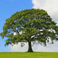 White Oak Tree Planting Cremation Urn