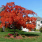 Red Maple Tree Planting Cremation Urn