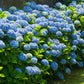 Hydrangea Tree Planting Cremation Urn